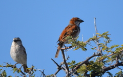Passer motitensis motitensis