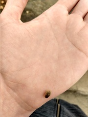 Isocladus armatus