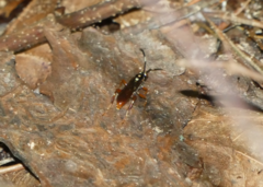 Cratichneumon w-album