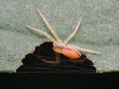 Philodromus rufus