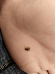 Isocladus armatus