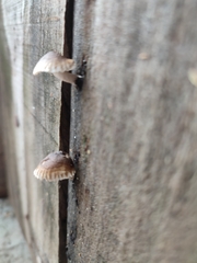 Heliocybe