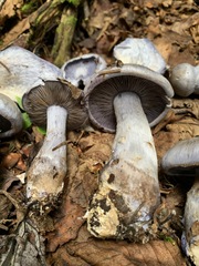 Cortinarius cyanites