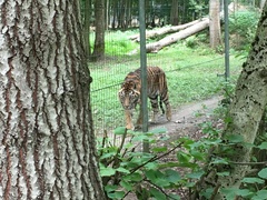 Panthera tigris altaica