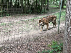 Panthera tigris altaica