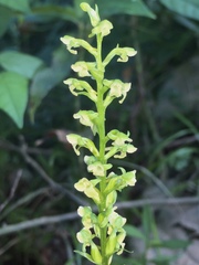Platanthera flava