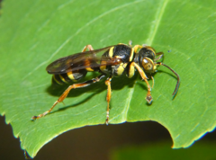Psammaletes mexicanus