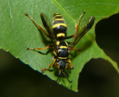Psammaletes mexicanus
