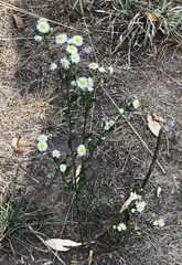 Erigeron strigosus