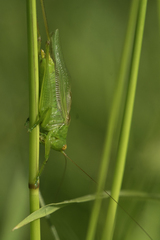 Orchelimum gladiator