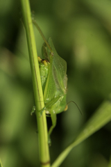 Orchelimum gladiator