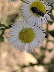 Erigeron strigosus