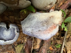 Cortinarius cyanites