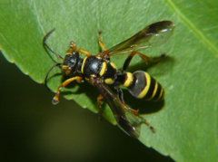 Psammaletes mexicanus