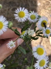 Erigeron strigosus