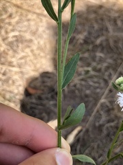 Erigeron strigosus