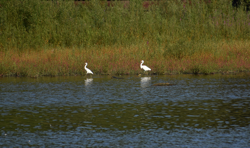 Snowy Egret photographed in Indiana