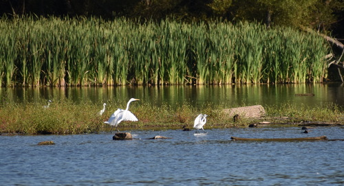 Snowy Egret photographed in Indiana