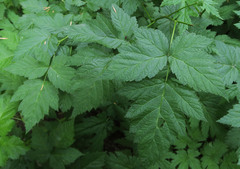 Actaea elata
