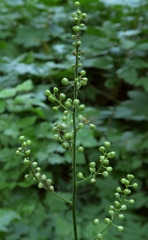 Actaea elata