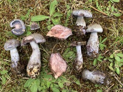 Cortinarius cyanites