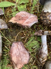 Cortinarius cyanites