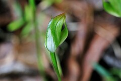 Pterostylis hildae