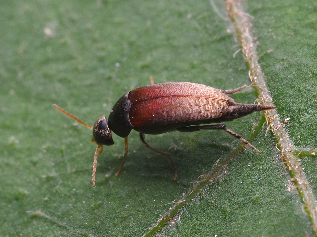 Mordellistena picipennis