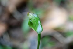 Pterostylis hildae