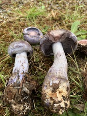 Cortinarius cyanites