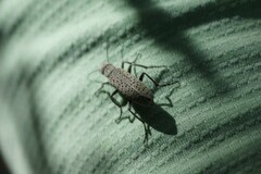 Epicauta maculata-group