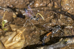 Trypoxylon tridentatum