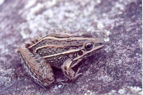 Leptodactylus sertanejo