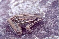 Joly's Foam Frog photo 2