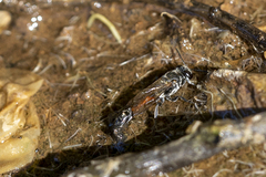 Trypoxylon tridentatum