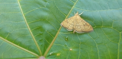 Anania verbascalis