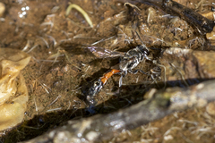 Trypoxylon tridentatum