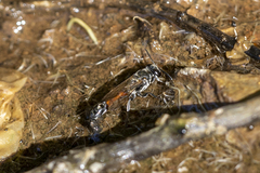 Trypoxylon tridentatum