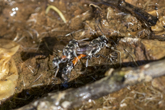 Trypoxylon tridentatum