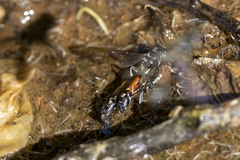 Trypoxylon tridentatum