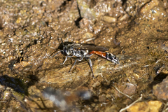 Trypoxylon tridentatum