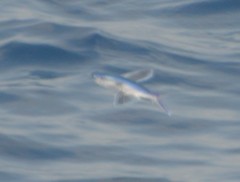 Cheilopogon melanurus