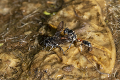 Trypoxylon tridentatum