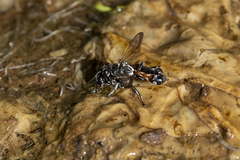 Trypoxylon tridentatum