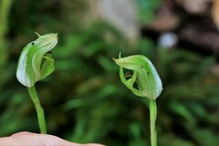 Pterostylis hildae