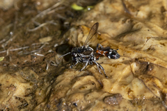 Trypoxylon tridentatum