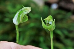 Pterostylis hildae