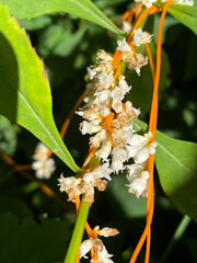 Cuscuta rostrata