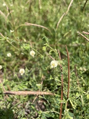 Aeschynomene viscidula