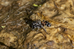 Trypoxylon tridentatum